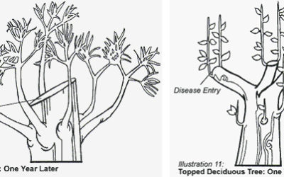 Why We Won’t “Top” Trees